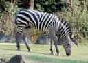 動物図鑑・グラントシマウマの写真 6